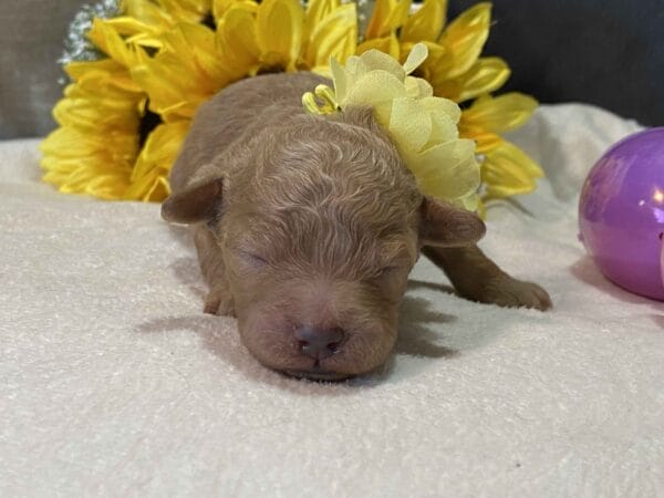 Opal - Micro Goldendoodle Girl - Image 4
