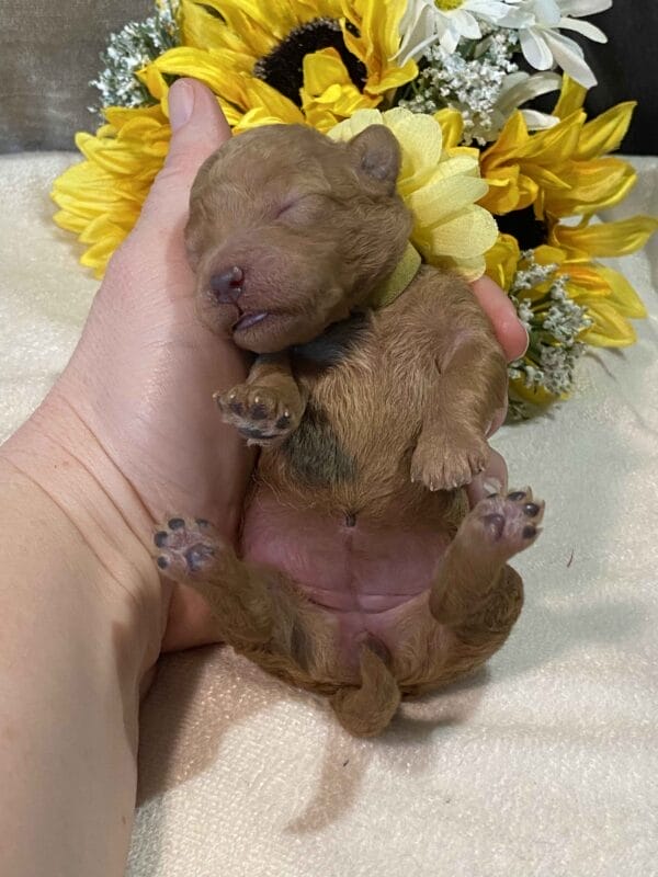 Opal - Micro Goldendoodle Girl - Image 3
