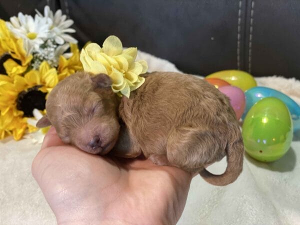 Opal - Micro Goldendoodle Girl - Image 2