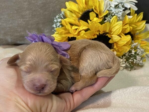 Pearl - Teacup Goldendoodle Girl - Image 2