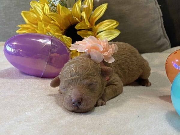 Rose - Micro Goldendoodle Girl - Image 6