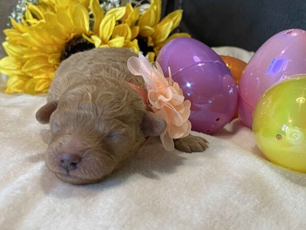 Rose - Micro Goldendoodle Girl - Image 3