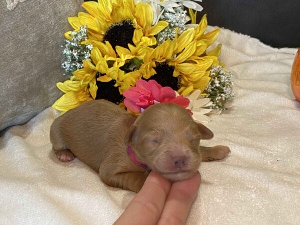 Ruby - Teacup Goldendoodle Girl - Image 4
