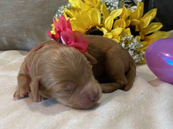 Ruby - Teacup Goldendoodle Girl - Image 2