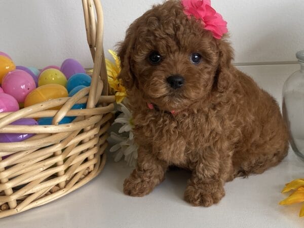 Leia - Micro Goldendoodle Girl - Image 10