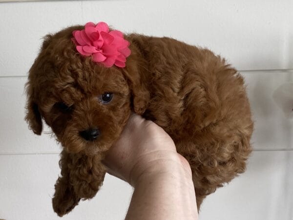 Leia - Micro Goldendoodle Girl - Image 12