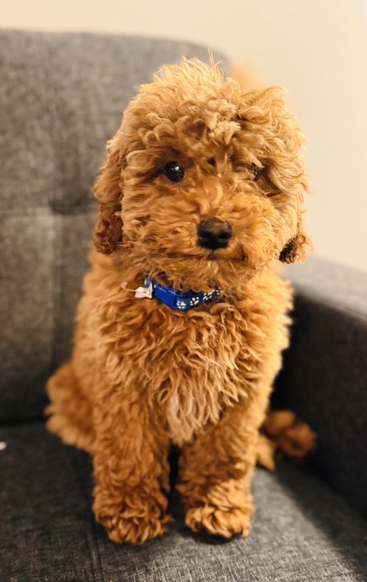 Bob - Toy Goldendoodle Boy - Image 6