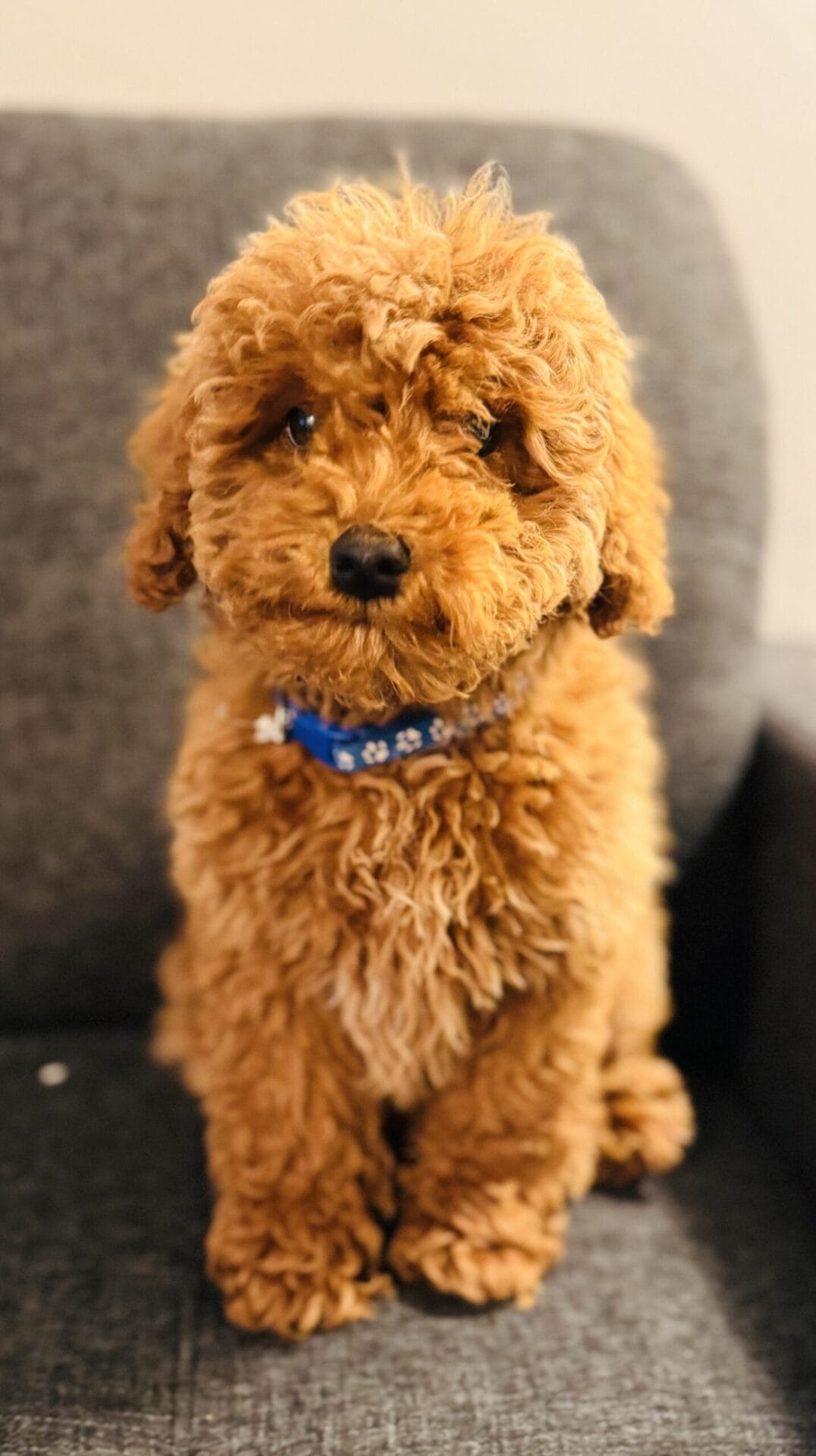 Bob - Toy Goldendoodle Boy
