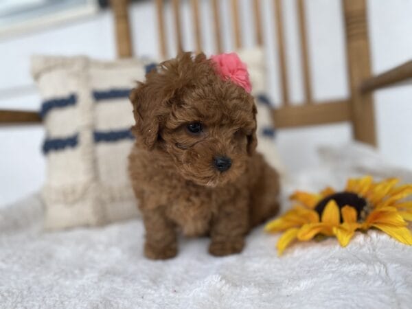 Leia - Micro Goldendoodle Girl