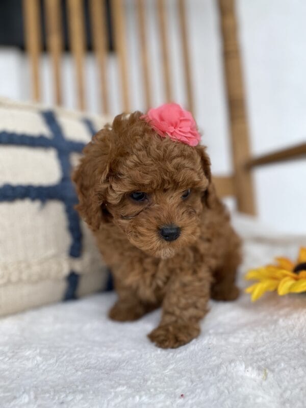 Leia - Micro Goldendoodle Girl - Image 15