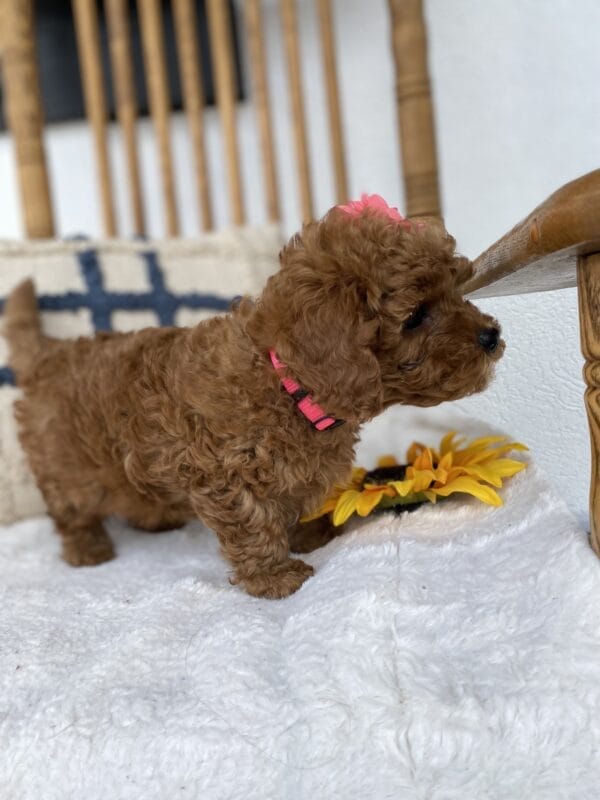 Leia - Micro Goldendoodle Girl - Image 14