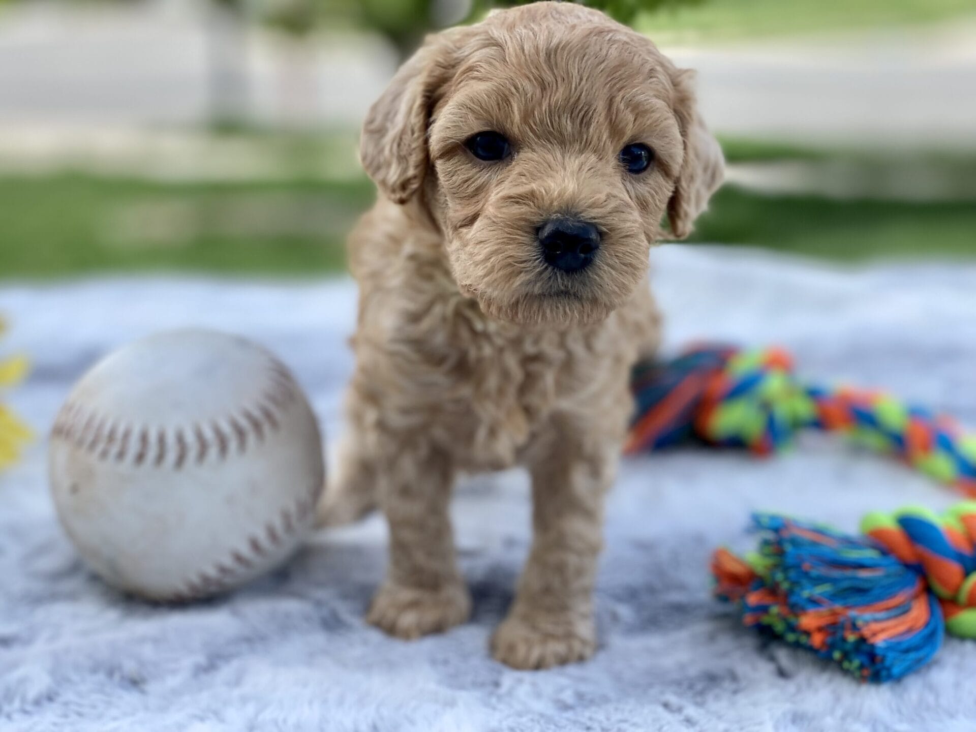 Peri - Teacup Goldendoodle Boy - Image 15