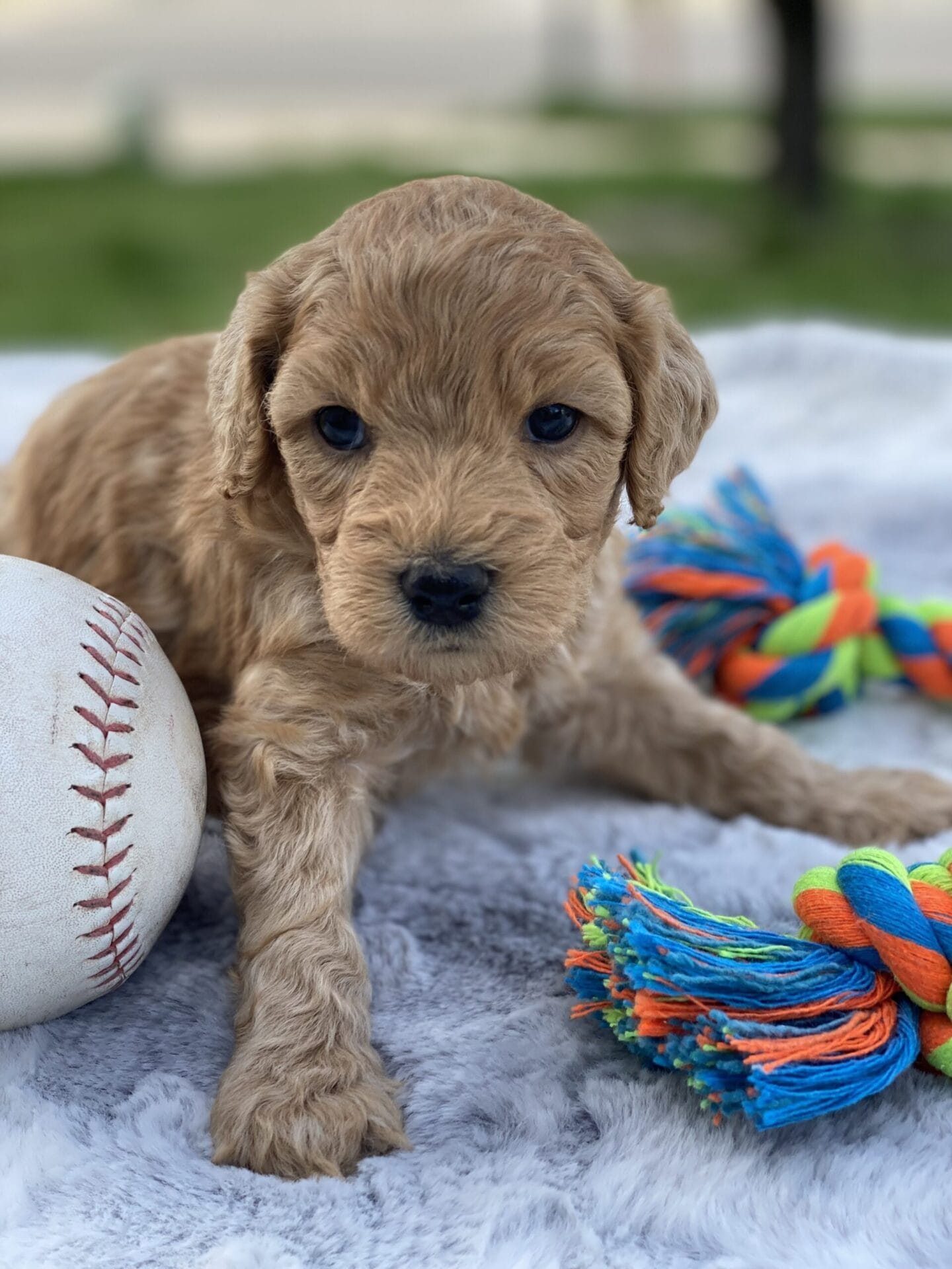 Peri - Teacup Goldendoodle Boy - Image 16