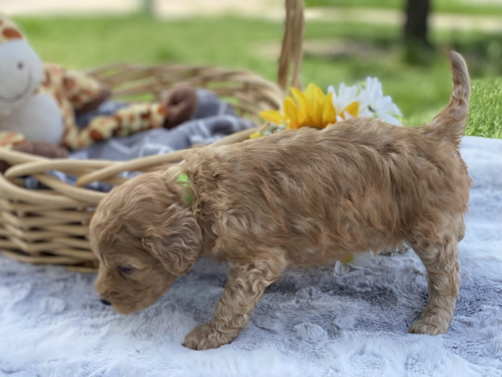 Peri - Teacup Goldendoodle Boy - Image 13
