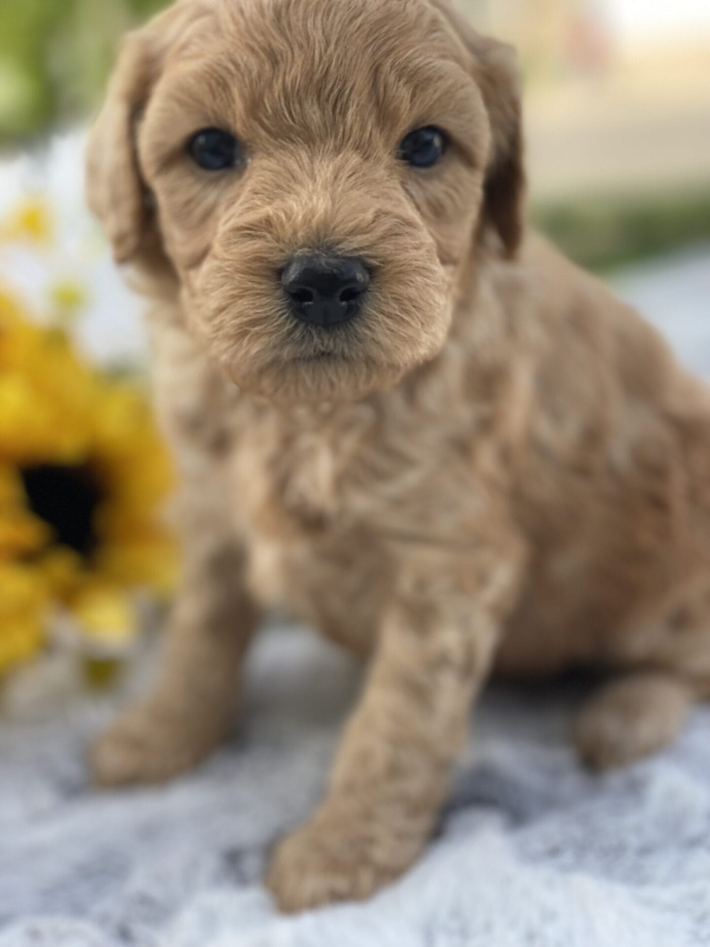 Peri - Teacup Goldendoodle Boy - Image 12