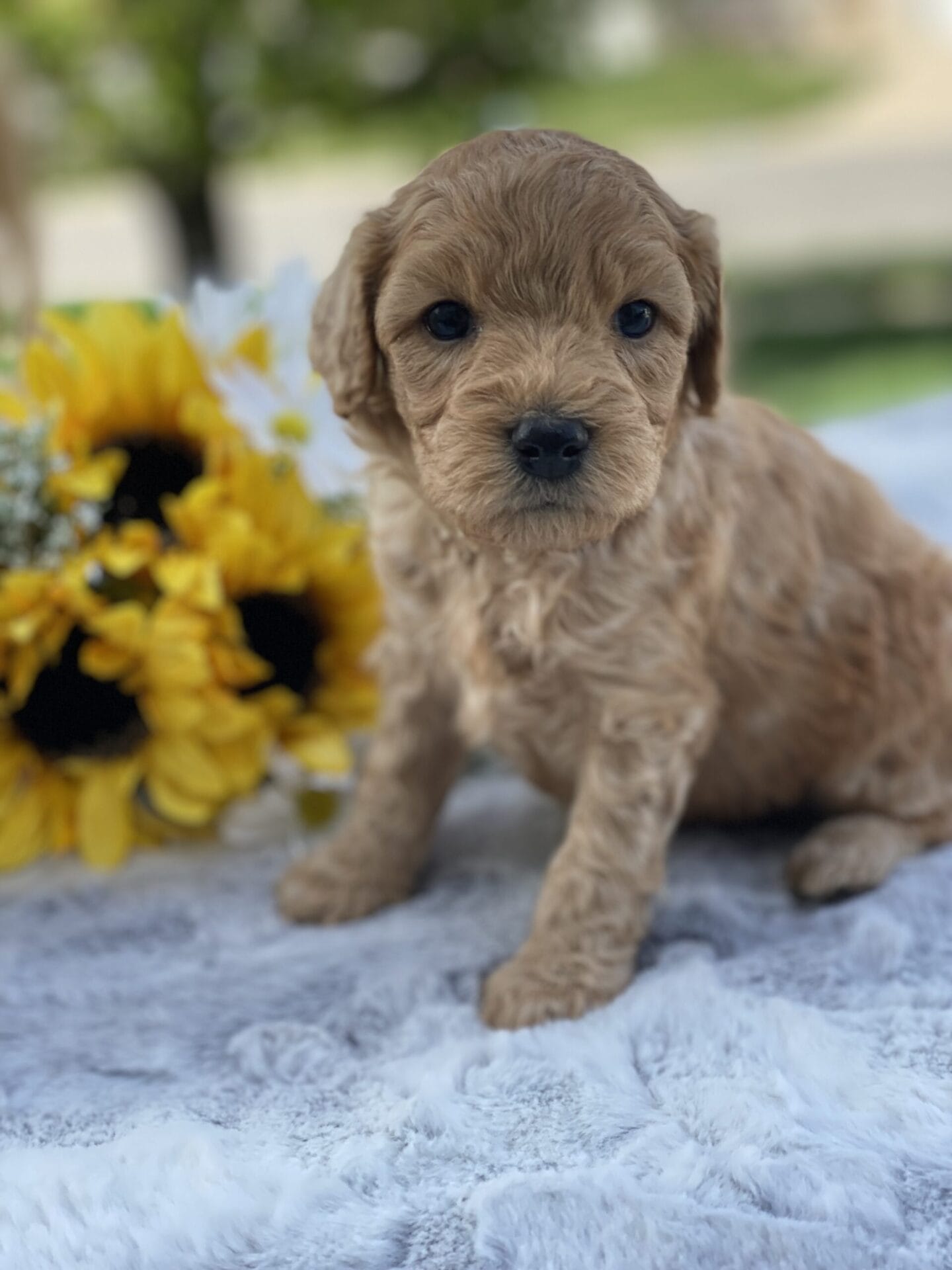 Peri - Teacup Goldendoodle Boy - Image 11