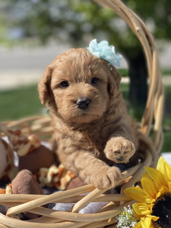 Diamond - Toy Goldendoodle Girl - Image 15