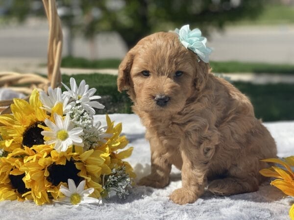 Diamond - Toy Goldendoodle Girl - Image 16