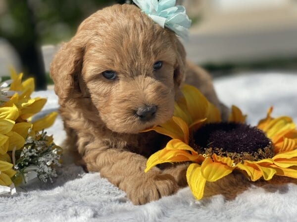 Diamond - Toy Goldendoodle Girl - Image 17