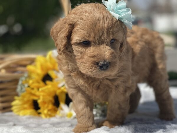 Diamond - Toy Goldendoodle Girl - Image 14