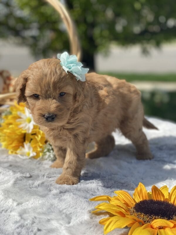 Diamond - Toy Goldendoodle Girl - Image 18