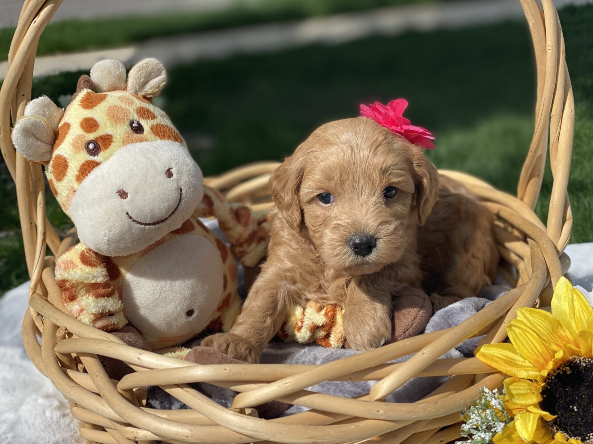 Ruby - Teacup Goldendoodle Girl - Image 18