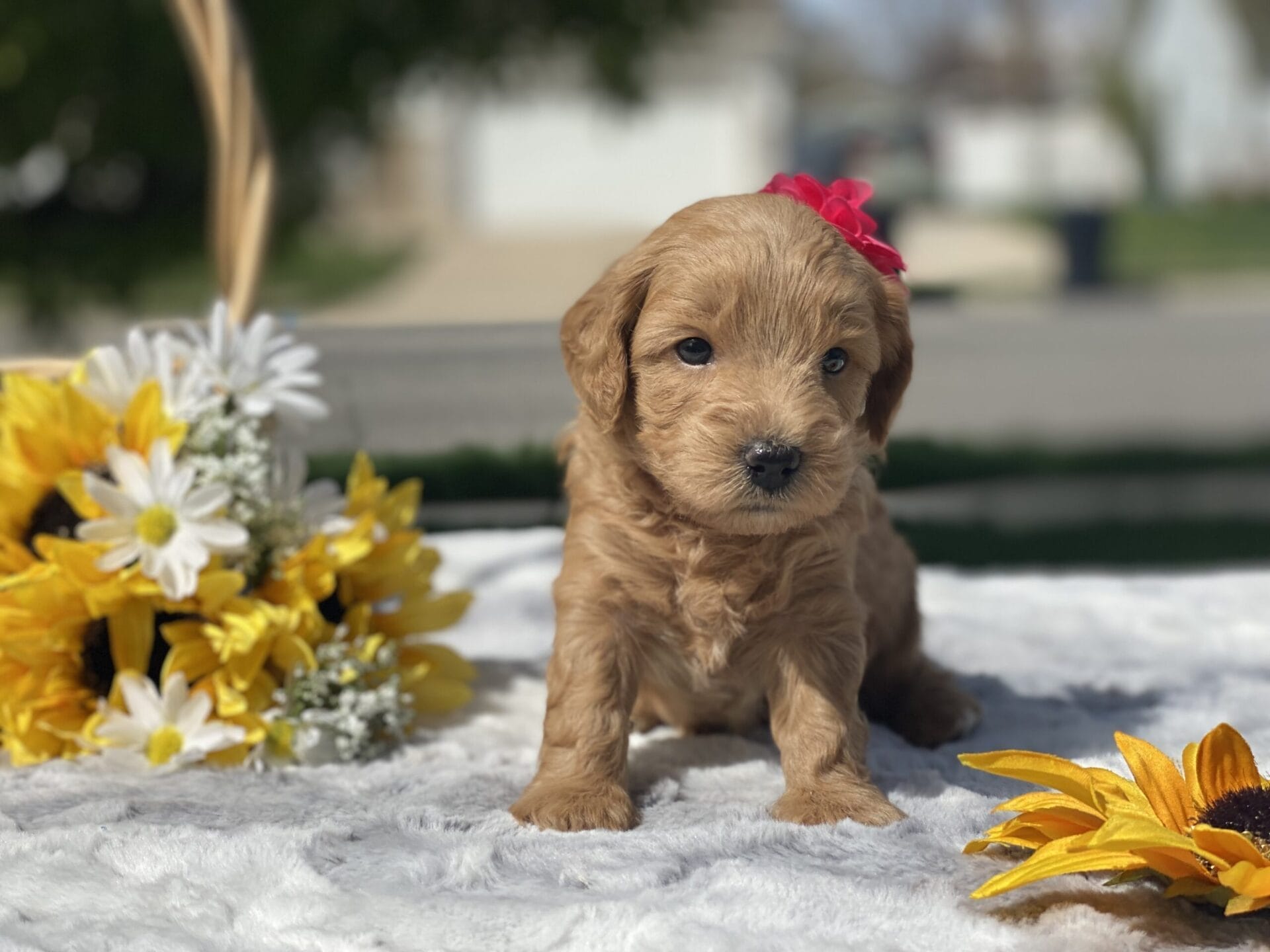 Ruby - Teacup Goldendoodle Girl - Image 17