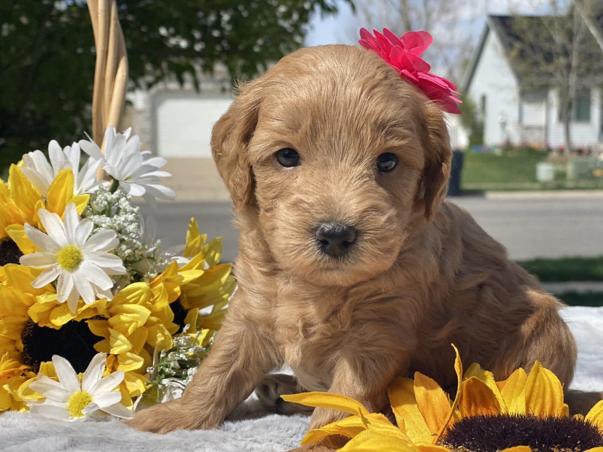 Ruby - Teacup Goldendoodle Girl - Image 15