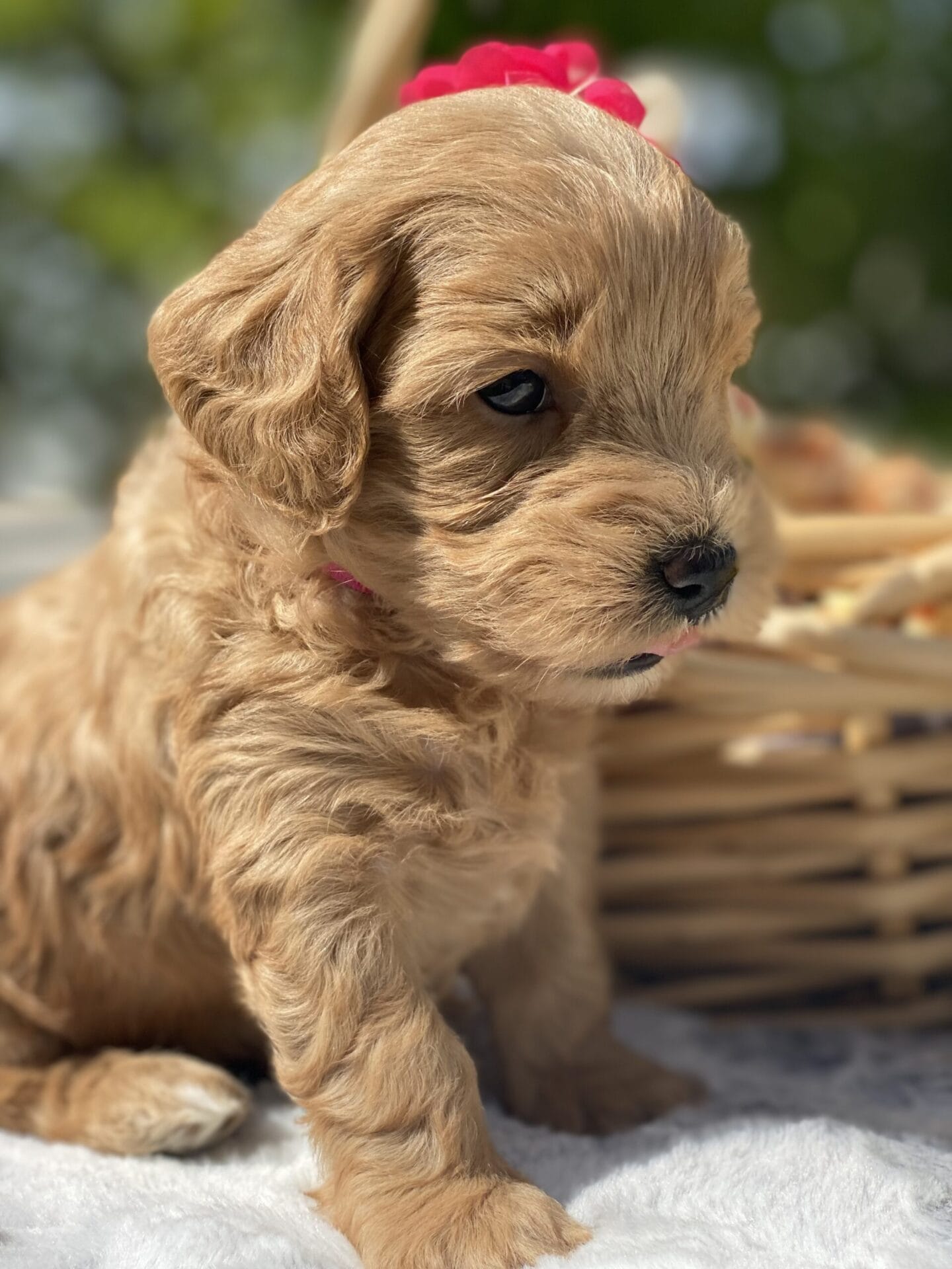 Ruby - Teacup Goldendoodle Girl - Image 16