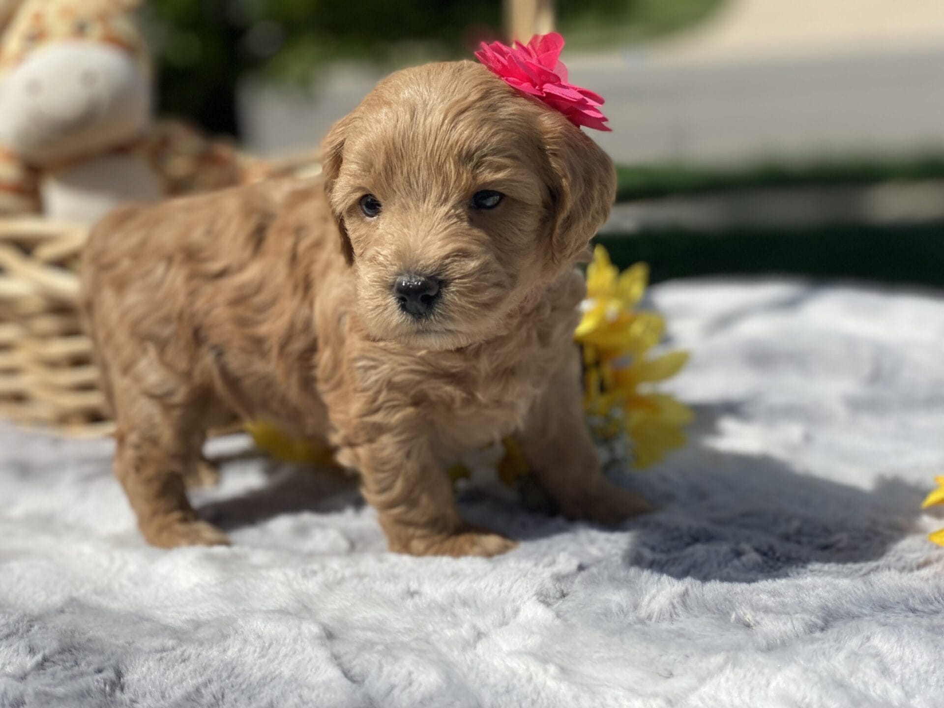 Ruby - Teacup Goldendoodle Girl - Image 13