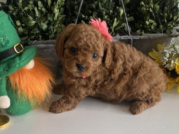 Leia - Micro Goldendoodle Girl - Image 2