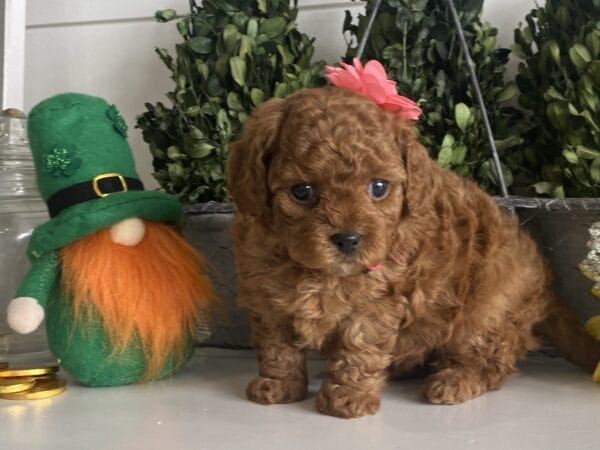 Leia - Micro Goldendoodle Girl - Image 3