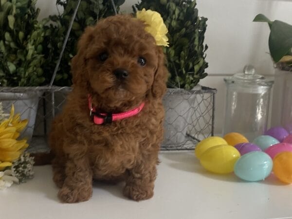 Leia - Micro Goldendoodle Girl - Image 6