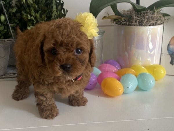 Leia - Micro Goldendoodle Girl - Image 7