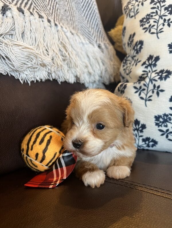 Mighty Max - Micro Goldendoodle Boy - Image 5