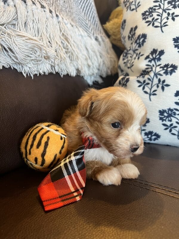 Mighty Max - Micro Goldendoodle Boy - Image 6