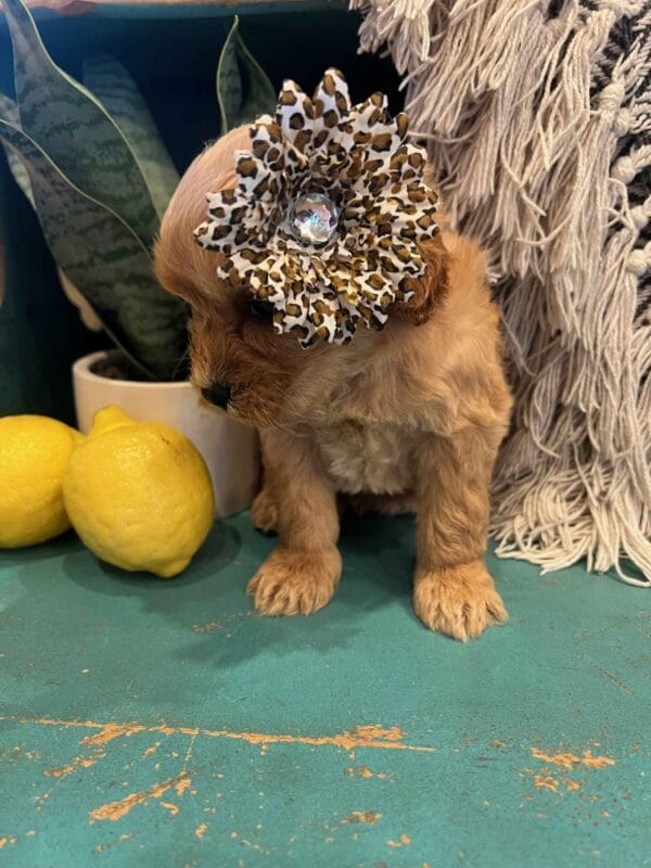 Lola - Teacup Cavapoo Girl - Image 6