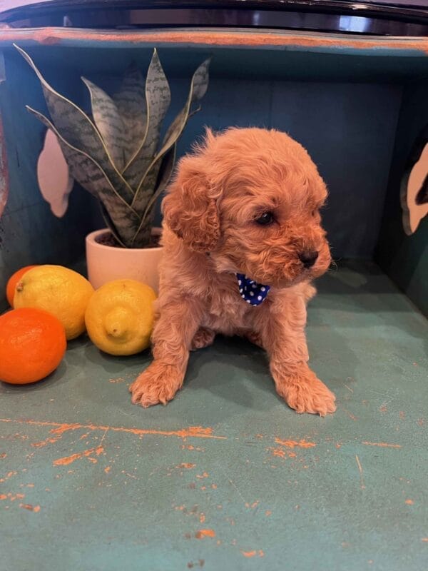 Scout - Teacup Cavapoo Boy - Image 5