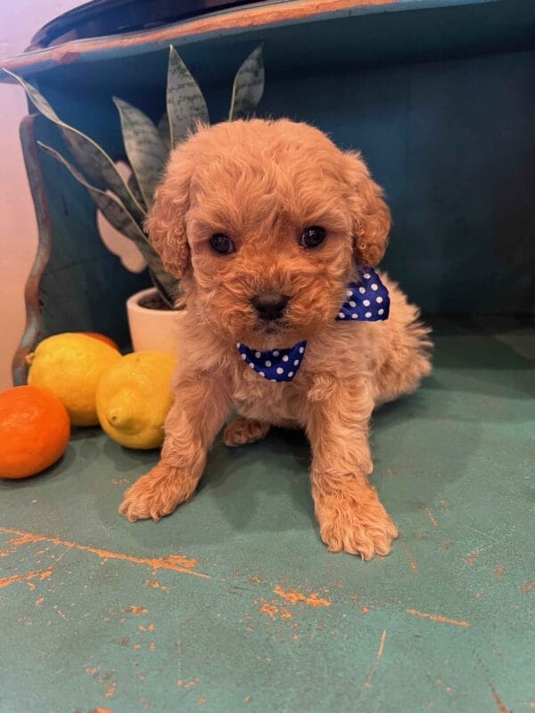 Scout - Teacup Cavapoo Boy - Image 4