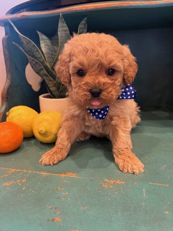 Scout - Teacup Cavapoo Boy - Image 2