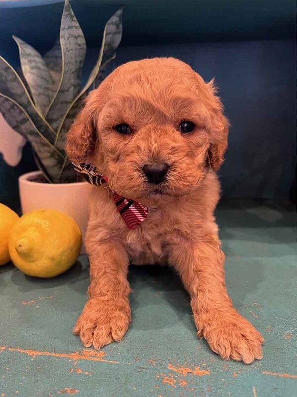 Chewy - Teacup Cavapoo Boy - Image 5