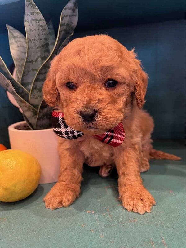 Chewy - Teacup Cavapoo Boy - Image 4