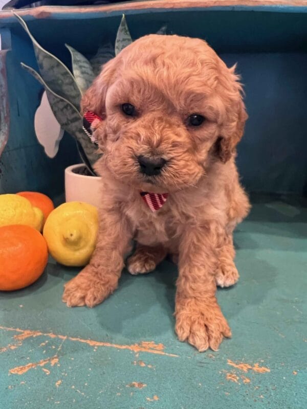 Chewy - Teacup Cavapoo Boy - Image 3