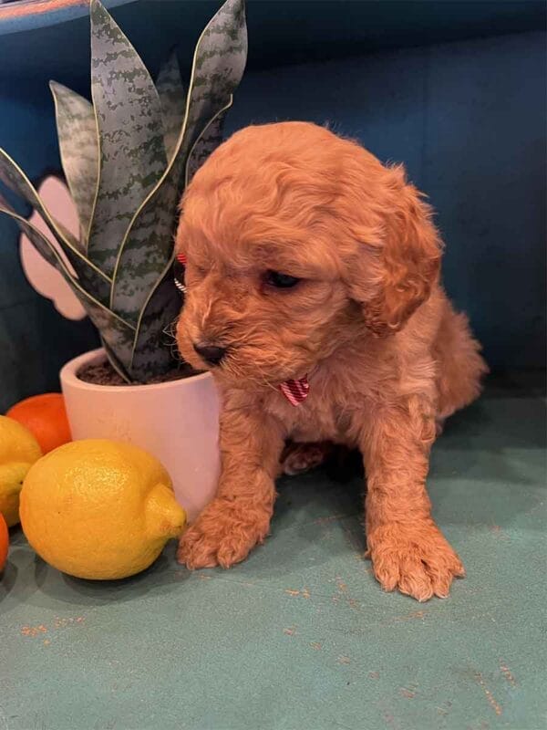 Chewy - Teacup Cavapoo Boy - Image 2