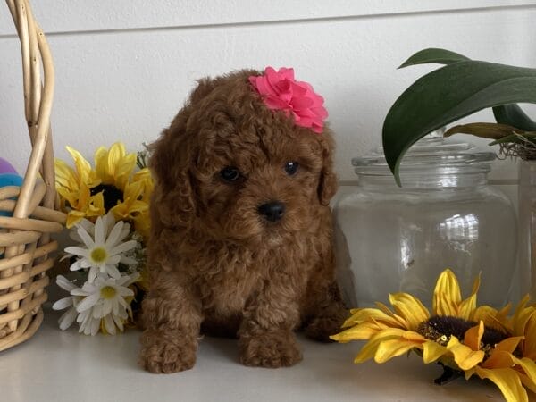 Leia - Micro Goldendoodle Girl - Image 8