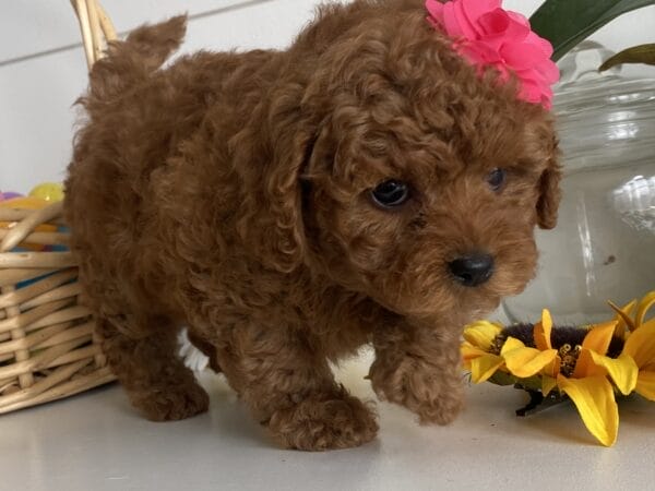 Leia - Micro Goldendoodle Girl - Image 9