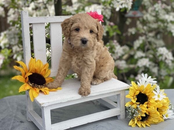 Pearl - Teacup Goldendoodle Girl - Image 23