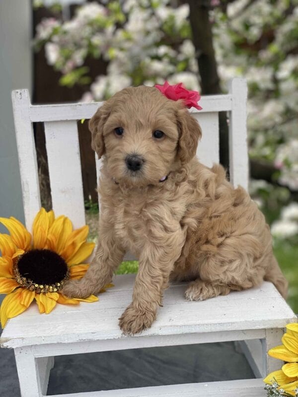 Pearl - Teacup Goldendoodle Girl - Image 22