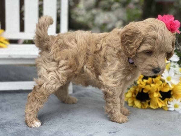 Pearl - Teacup Goldendoodle Girl - Image 18