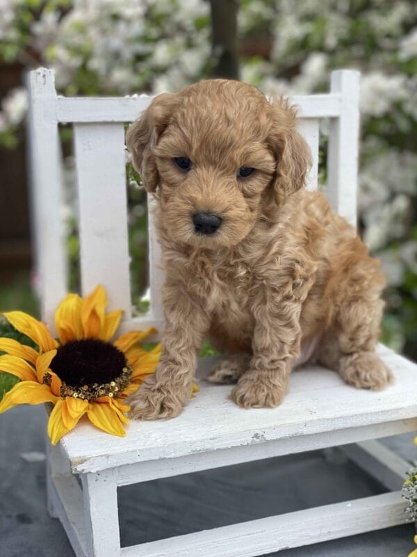 Peri - Teacup Goldendoodle Boy - Image 20